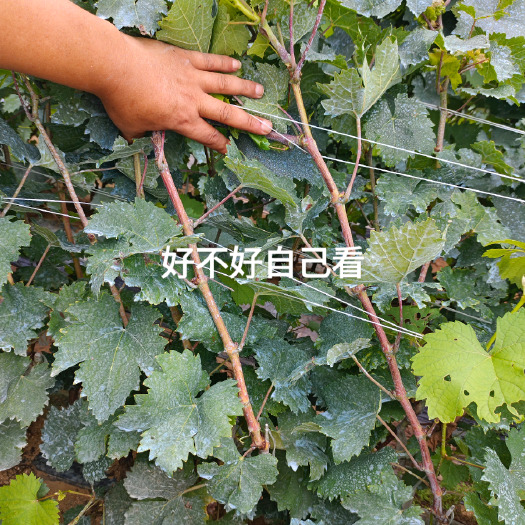 昌黎县阳光玫瑰葡萄苗