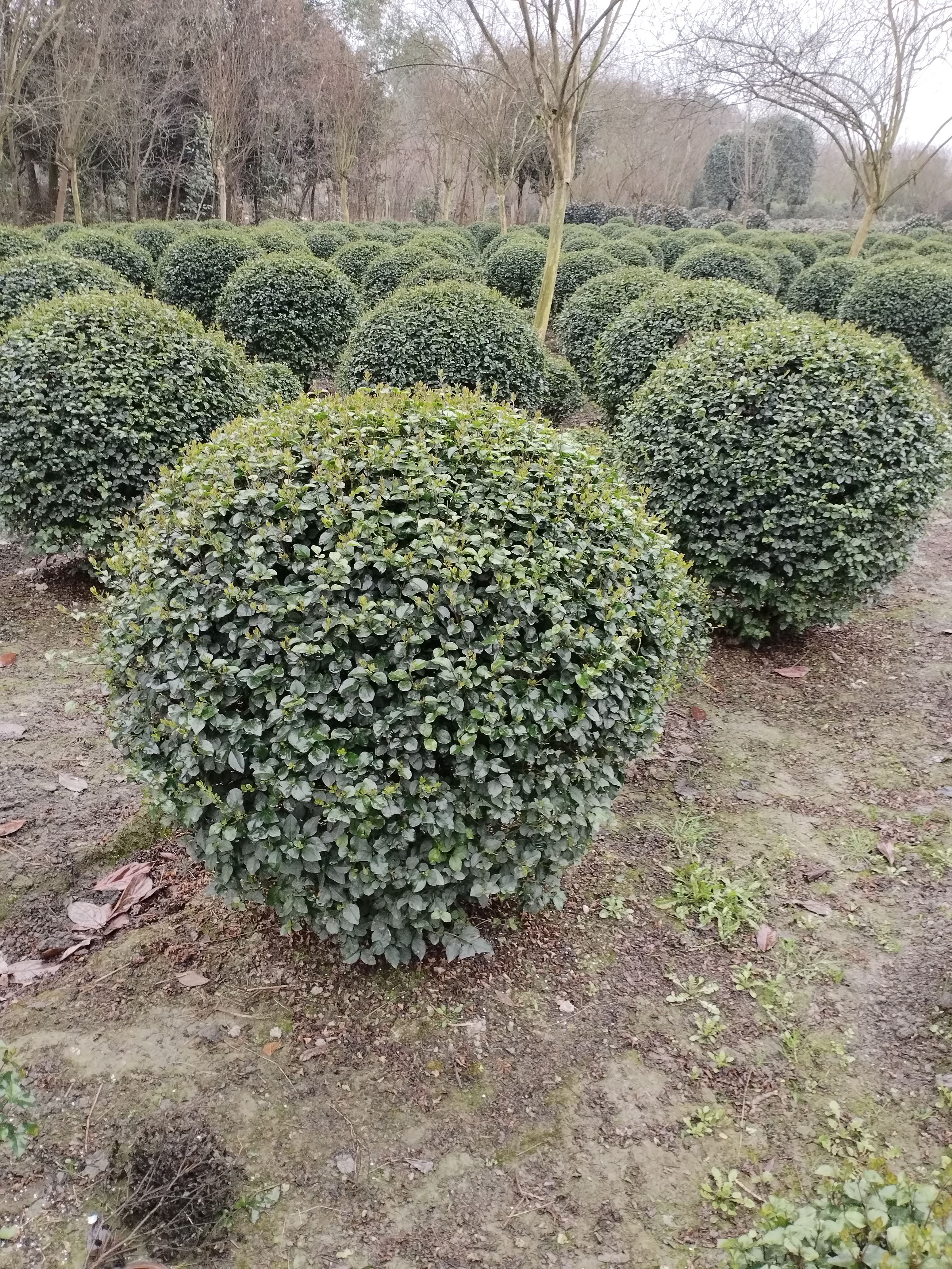 毛叶丁香球  冠幅80，成都种植户