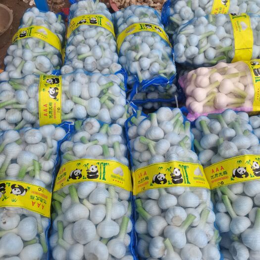 山东大蒜头鲜蒜干蒜，大量上市