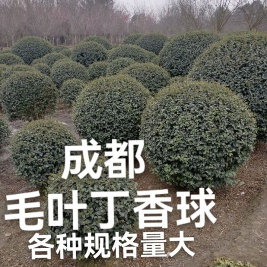 成都毛叶丁香球冠幅1米，成都种植户