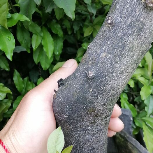 峨眉山市金蛋子熟桩 大小都有2000颗左右  通走