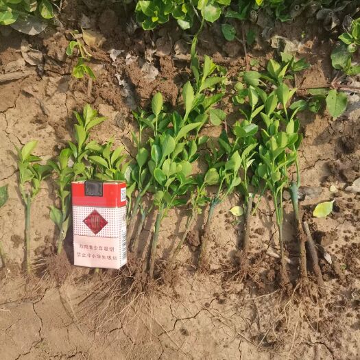 沭阳县卫矛小苗 高度15公分扦插苗基地用于苗圃种植