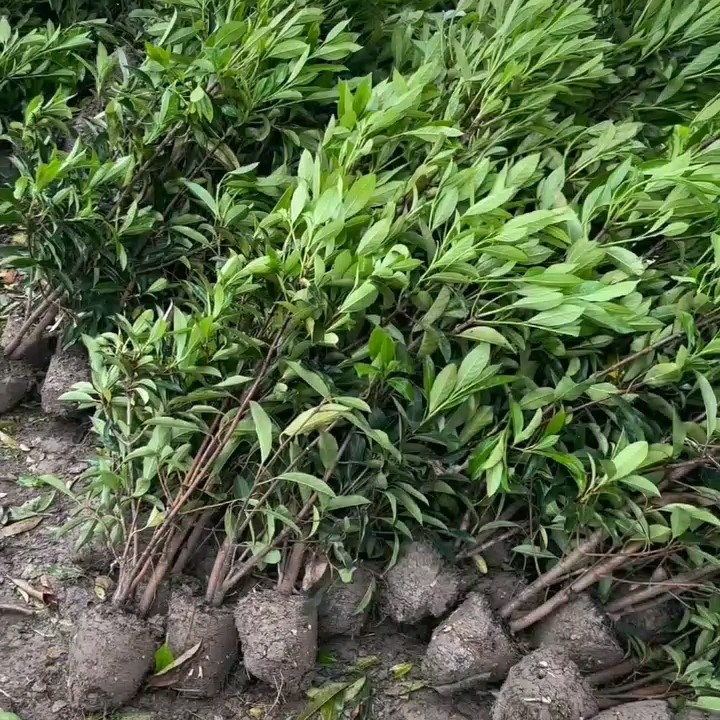 咸宁发货法国冬青苗木花草乔木地栽绿篱植物批发供应