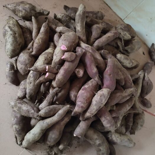 高州市紫薯小花叶 地摊货 养殖薯