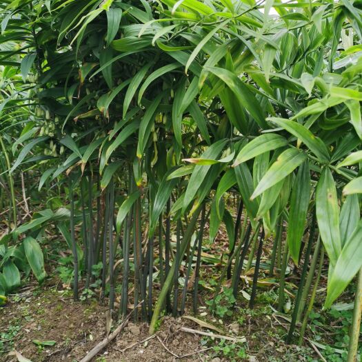 金沙县甜黄精种苗2年