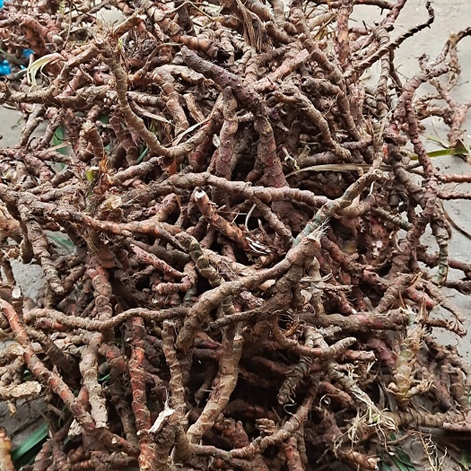 桂林石菖蒲