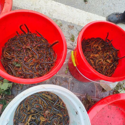 武汉湖北红头蜈蚣