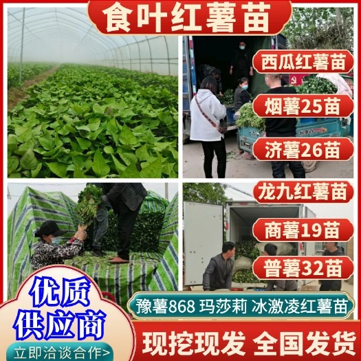 民权县普32红薯苗 西瓜红红薯苗商薯19红薯苗烟薯红薯苗基地直发