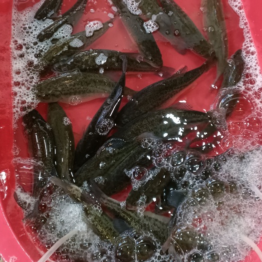 上海活鲈鱼