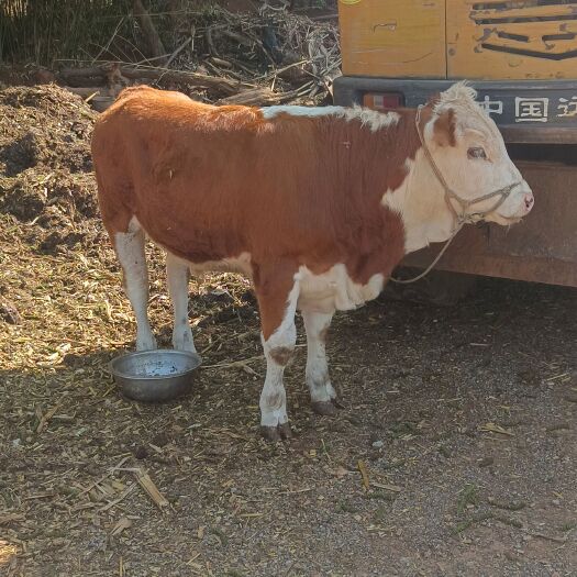 威宁县货真价实