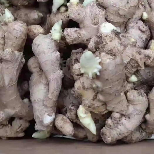 莒县【精选推荐】生姜种子批发  产量高，提供技术