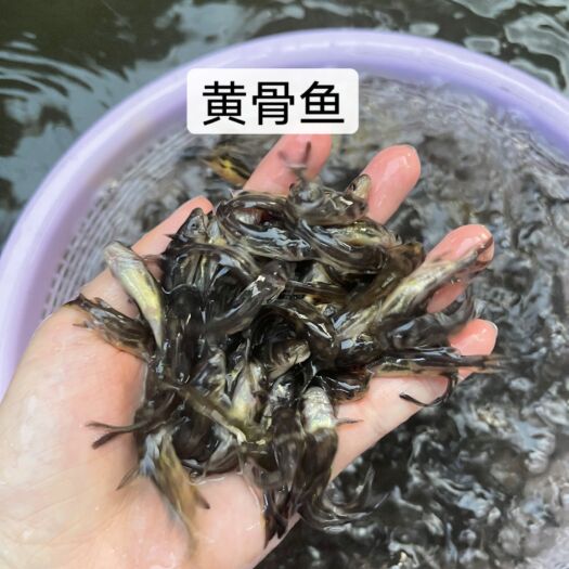 南宁鱼苗 改良新一代黄骨鱼苗 好生养 大得快 一手货源 价格美丽