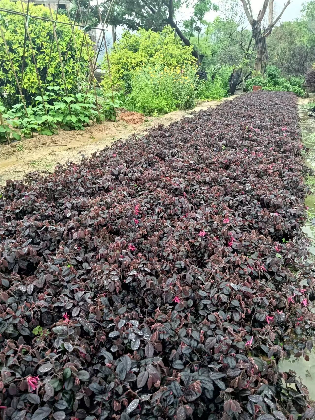 红檵木杯苗 红继木 红花檵木 红檵花 工程园林绿化苗木 地被