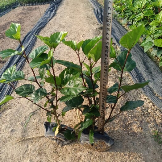 漳浦县红花扶桑 重瓣扶桑黄花扶桑粉花扶桑朱菫朱瑾 庭院园林绿化