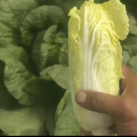 内黄县黄心娃娃菜上市中