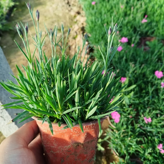 青州市欧石竹耐寒耐汗喜阳光好种植好管理