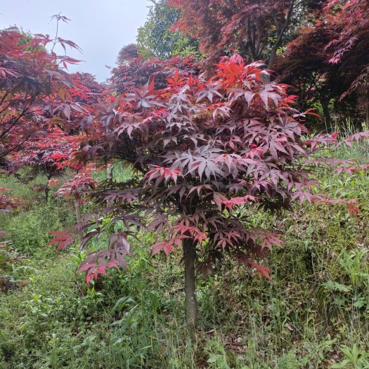 余姚市5公分红枫