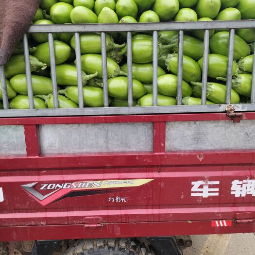 新野县青皮茄子大量上市，货源充足，产地直发，一手货源，欢迎恰谈合作