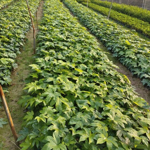 漳浦县八角金盘树苗批发 工程绿化苗木庭院观叶植物八角金盘盆栽基地