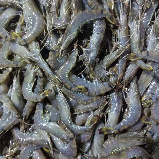 重庆市黑壳虾