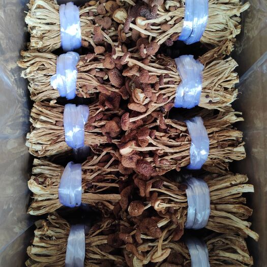 广昌3号5号茶树菇扎把去根酒店大排档批发