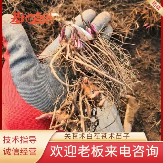 白茬苍术一年苗子