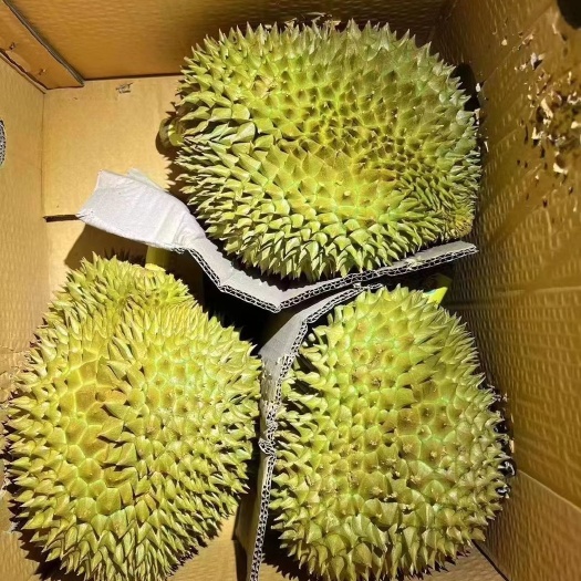 上海金枕头榴莲650