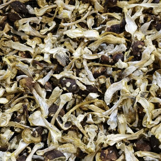 息烽县赤松茸