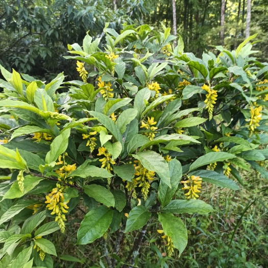 炎陵县黄花倒水莲
