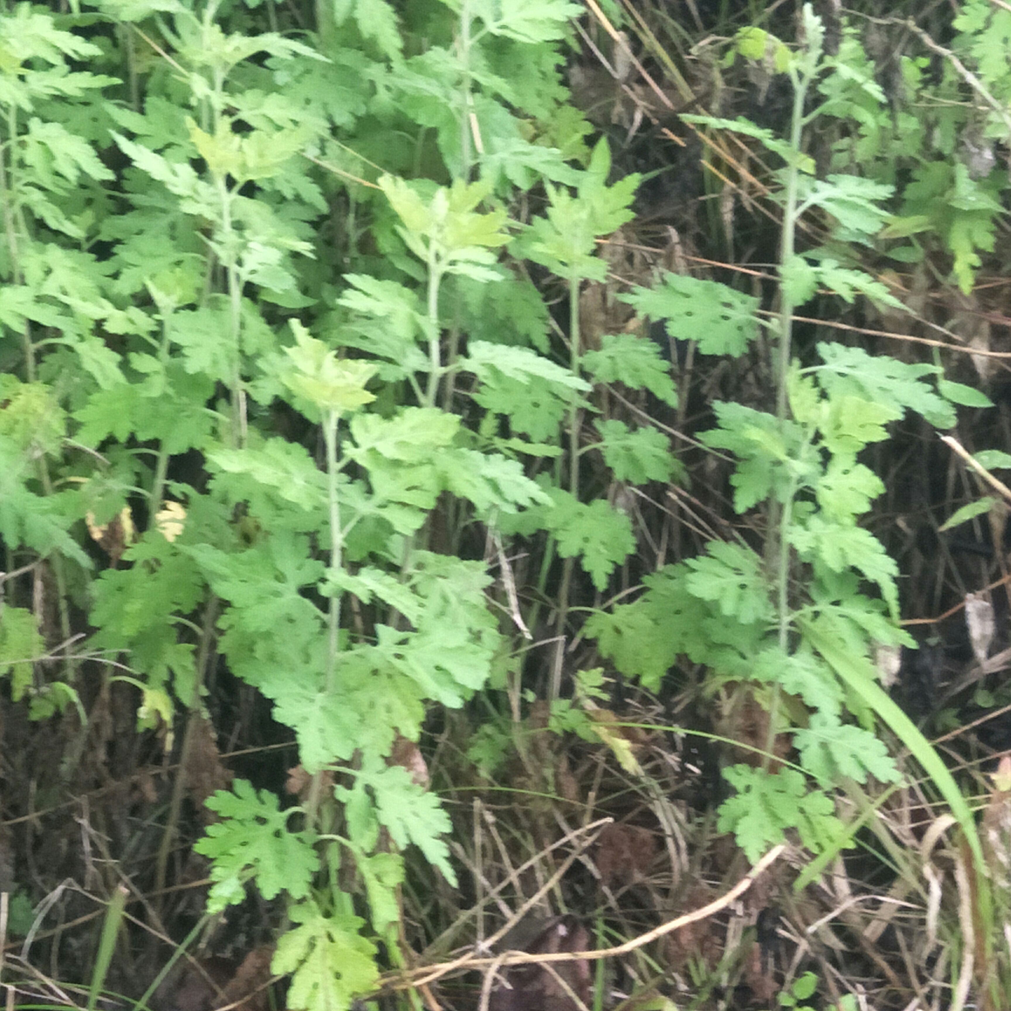 野菊花苗，天然生长，无化肥农药污染，绿化，盆栽，药材种植好！