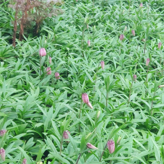 奉节优质贝母