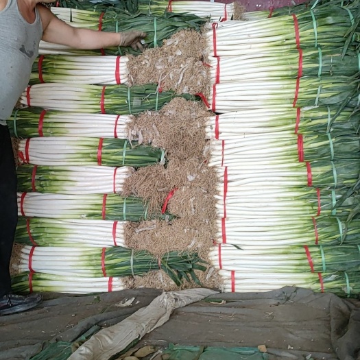 平度市铁杆大葱 3cm左右 40~45cm 毛葱