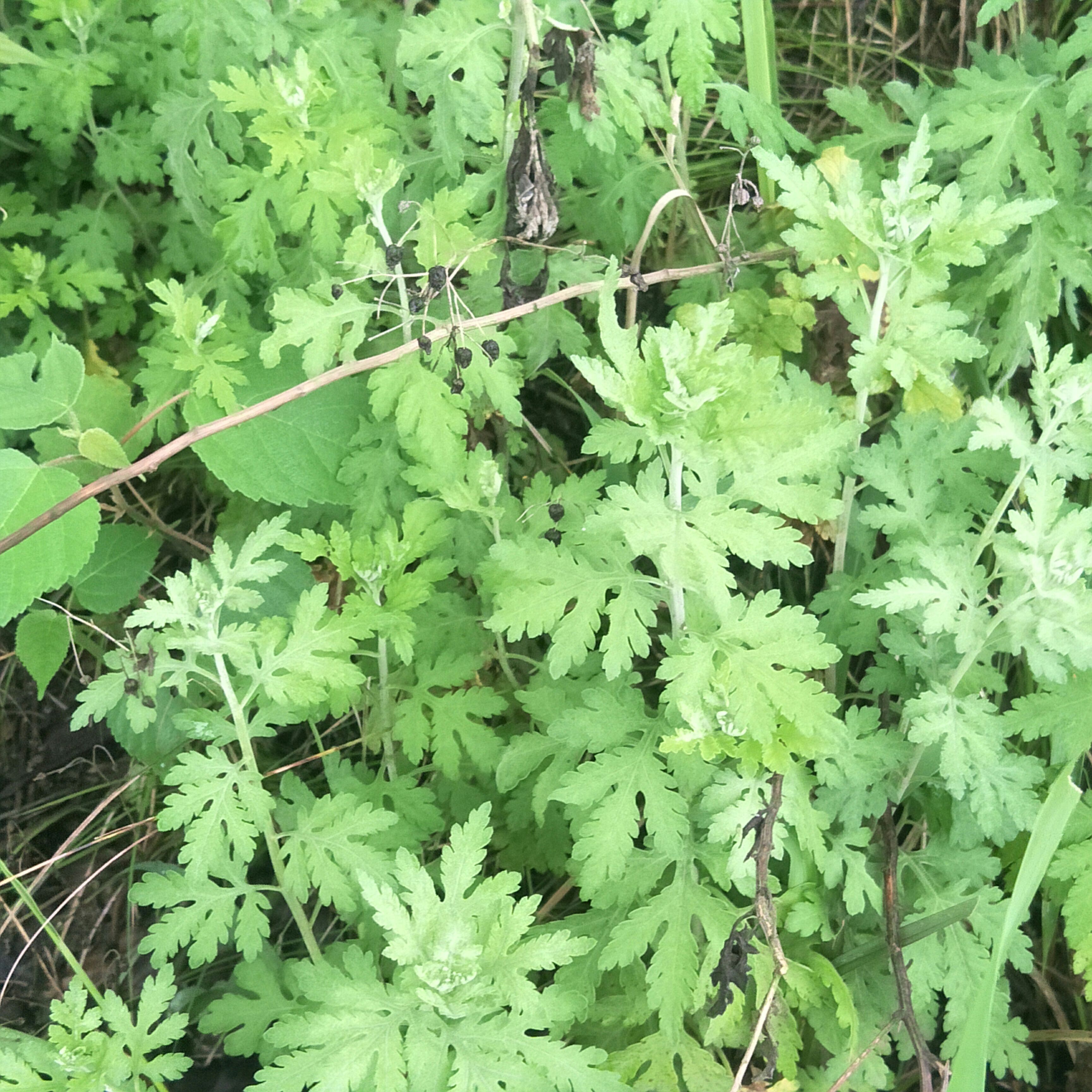 野菊花苗，天然生长，无化肥农药污染，绿化，盆栽，药材种植好！