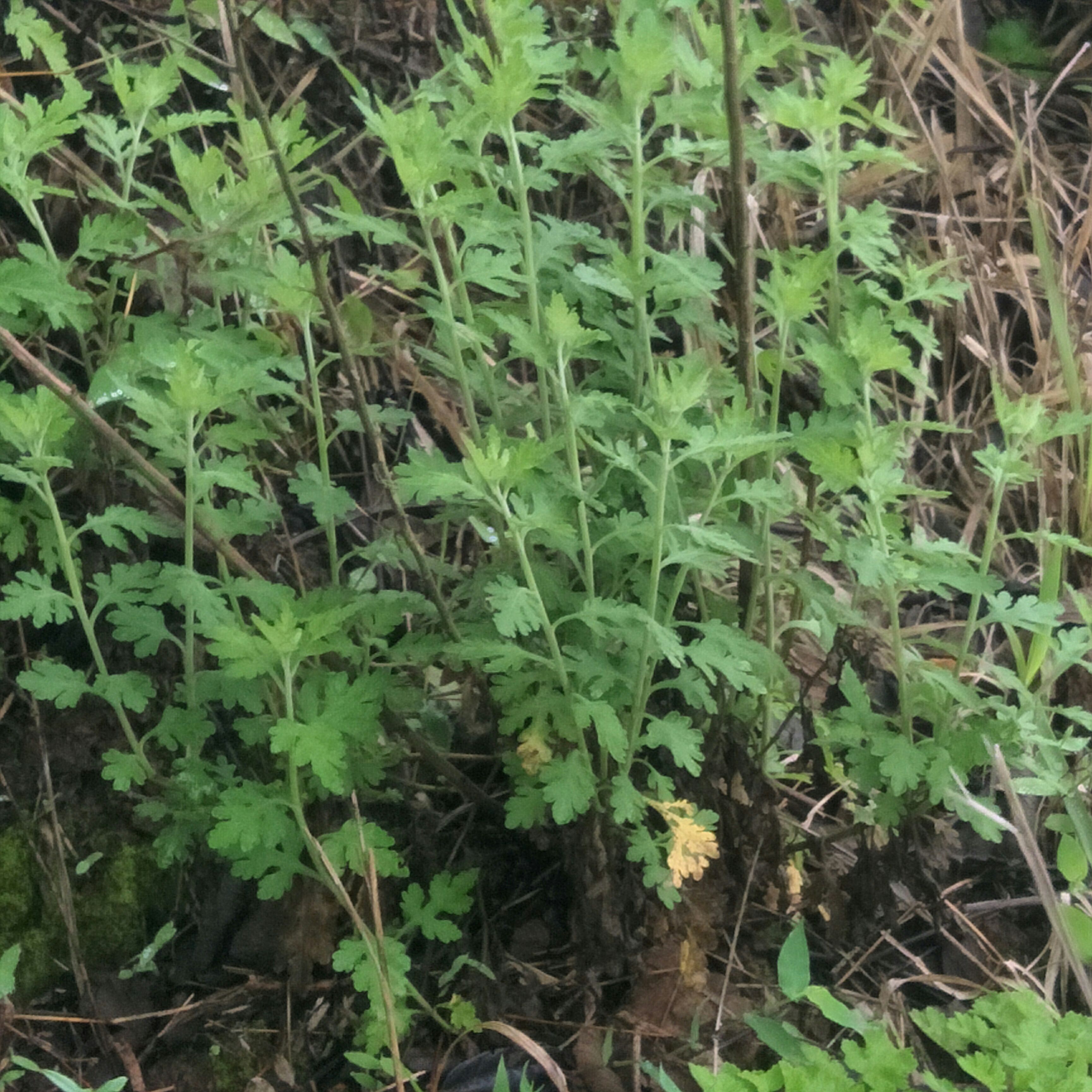 野菊花苗，天然生长，无化肥农药污染，绿化，盆栽，药材种植好！