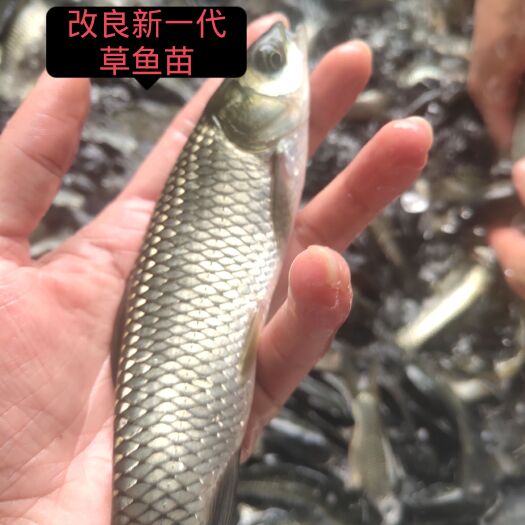 南宁改良新一代快大草鱼苗 不挑水质 好养快大 经济效益高