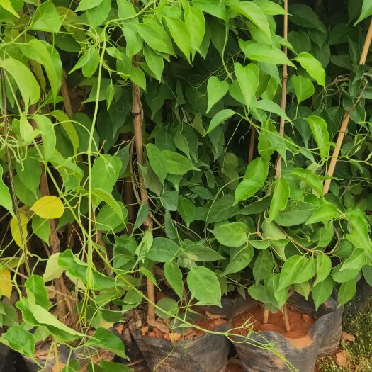 宜良县炮仗花  云南炮仗花  炮仗花种植销售