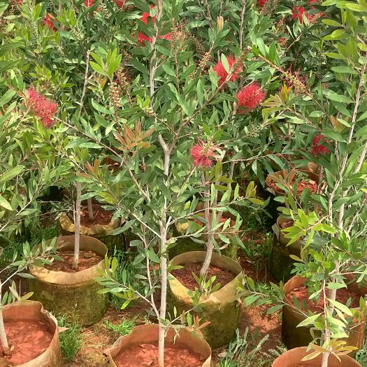 宜良县红千层  红千层一手货源  红千层种植销售