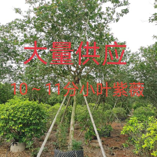 南宁大量供应10～11分小叶紫薇