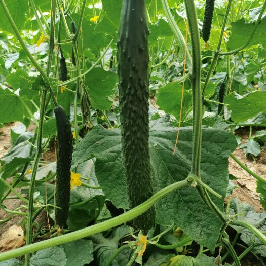 沂南县沂南县现摘新鲜黄瓜批发零售