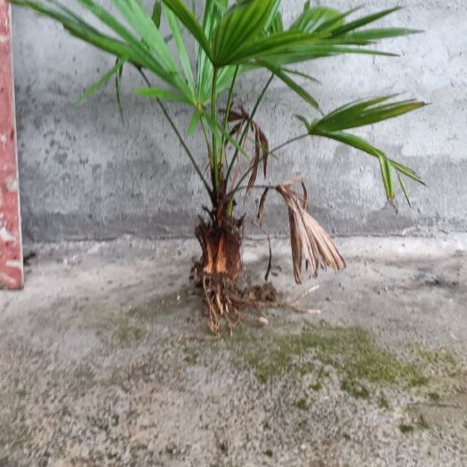 慈利县棕树