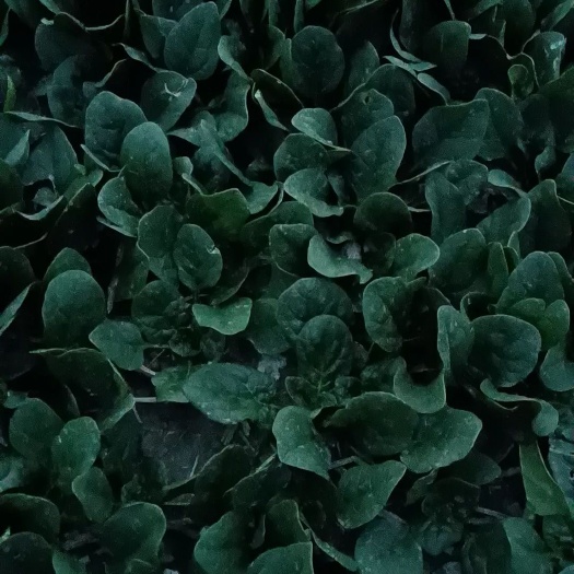 如东县趴地菠菜