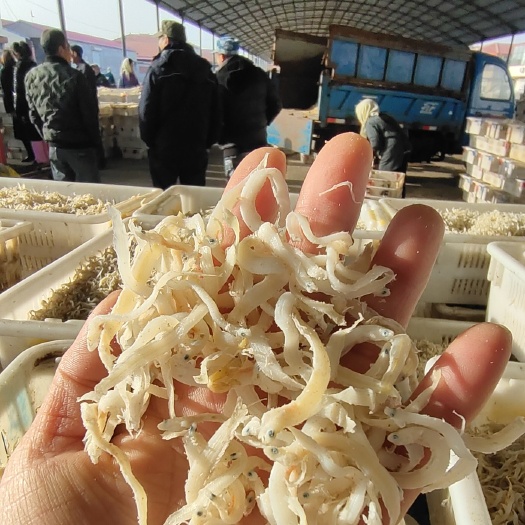 滨州凤尾鱼！细条熟冻，质量特别好！油炸做麻辣鱼食材！大量现货供应