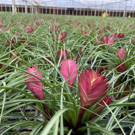广州铁兰开花颜色紫色净化新鲜空气园艺景观花镜常备绿植开花园艺盆栽