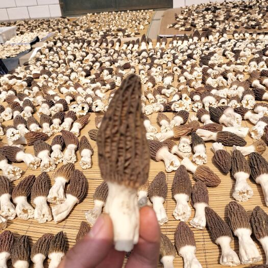 邯郸一斤起批 羊肚菌  场地直销，各种规格，河北邯郸，批发零售