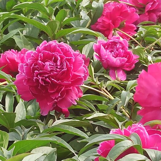 菏泽芍药切花，花型品种多，花型大，重瓣，