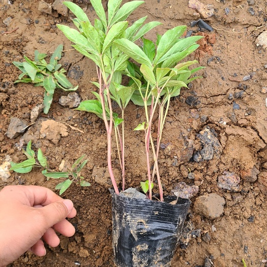 青州市芍药杯苗