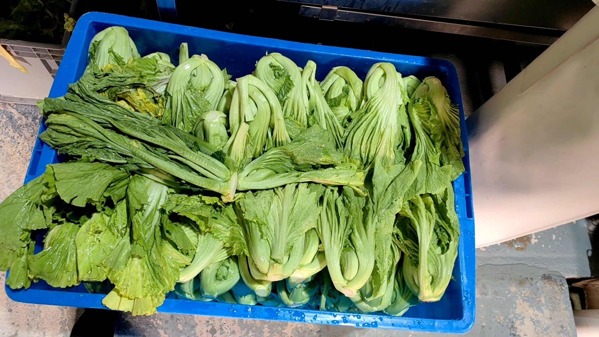 猪脚饭专用酸菜丝，咸酸适中，免切免洗，泡菜坛腌制的好酸菜。