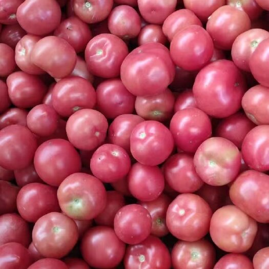 邯郸番茄量大硬粉西红柿，食堂货西红柿