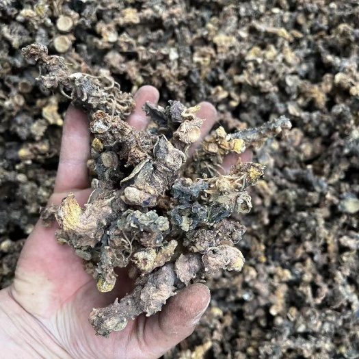 桑植县张家界鸡头黄精