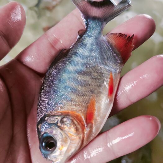 南宁白鲳鱼苗  场地直销  快大好养 现货直供